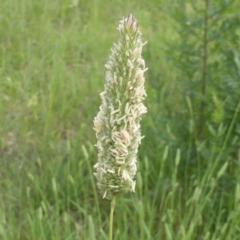 Phalaris aquatica (Phalaris, Australian Canary Grass) at Jerrabomberra, ACT - 19 Nov 2015 by Mike