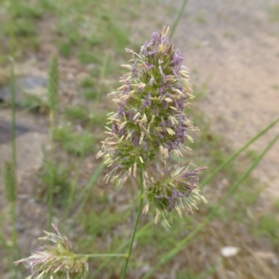 Dactylis glomerata (Cocksfoot) at Jerrabomberra, ACT - 19 Nov 2015 by Mike