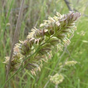 Dactylis glomerata at Jerrabomberra, ACT - 19 Nov 2015