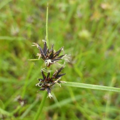 Schoenus apogon (Common Bog Sedge) at Isaacs Ridge and Nearby - 18 Nov 2015 by Mike