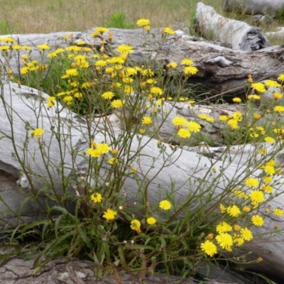 Crepis capillaris (Smooth Hawksbeard) at Isaacs Ridge Offset Area - 18 Nov 2015 by Mike