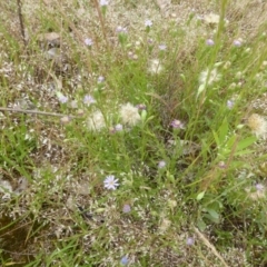 Vittadinia muelleri (Narrow-leafed New Holland Daisy) at Jerrabomberra, ACT - 19 Nov 2015 by Mike
