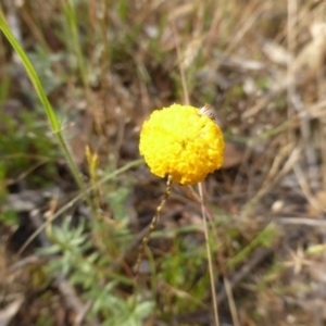 Leptorhynchos squamatus subsp. squamatus at Symonston, ACT - 19 Nov 2015