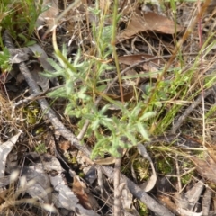 Leptorhynchos squamatus subsp. squamatus at Symonston, ACT - 19 Nov 2015 08:56 AM