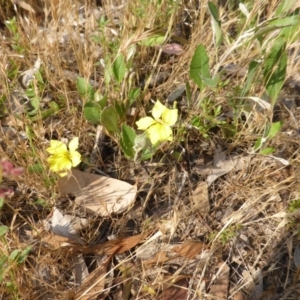 Goodenia hederacea subsp. hederacea at Symonston, ACT - 19 Nov 2015