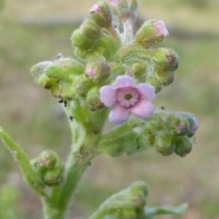 Cynoglossum australe (Australian Forget-me-not) at Symonston, ACT - 19 Nov 2015 by Mike