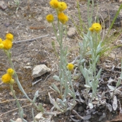 Chrysocephalum apiculatum (Common Everlasting) at Mount Mugga Mugga - 18 Nov 2015 by Mike