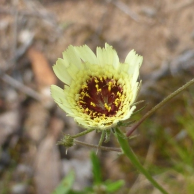 Tolpis barbata (Yellow Hawkweed) at Mount Mugga Mugga - 18 Nov 2015 by Mike