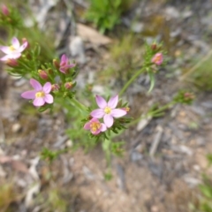 Centaurium erythraea (Common Centaury) at Mount Mugga Mugga - 18 Nov 2015 by Mike