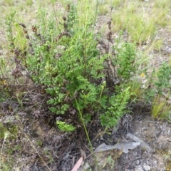 Cheilanthes distans (Bristly Cloak Fern) at Symonston, ACT - 18 Nov 2015 by Mike