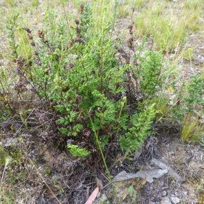 Cheilanthes distans (Bristly Cloak Fern) at Mount Mugga Mugga - 18 Nov 2015 by Mike