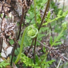 Cheilanthes distans at Symonston, ACT - 19 Nov 2015