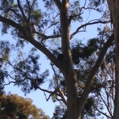 Phascolarctos cinereus (Koala) at Athelstone, SA - 19 Nov 2015 by Spotto