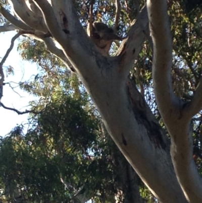 Phascolarctos cinereus (Koala) at Athelstone, SA - 19 Nov 2015 by Spotto