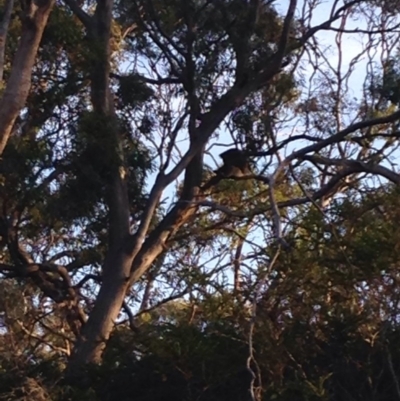 Phascolarctos cinereus (Koala) at Athelstone, SA - 19 Nov 2015 by Spotto