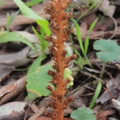 Orobanche minor (Broomrape) at Mount Ainslie - 18 Nov 2015 by petersan