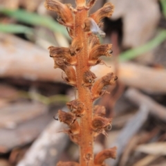 Orobanche minor at Hackett, ACT - 19 Nov 2015