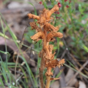 Orobanche minor at Hackett, ACT - 19 Nov 2015