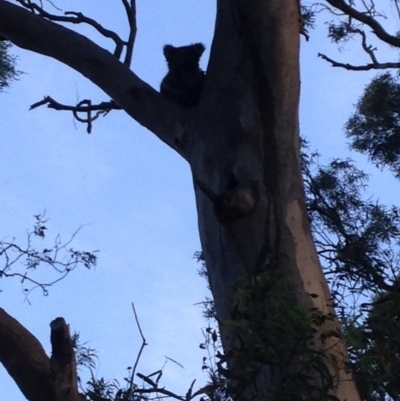 Phascolarctos cinereus (Koala) at Athelstone, SA - 19 Nov 2015 by Spotto