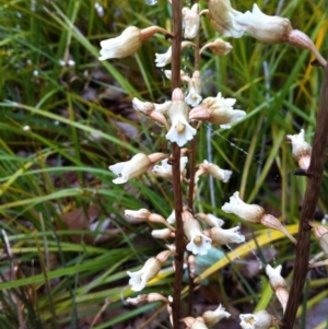 Gastrodia sesamoides at Canberra, ACT - 19 Nov 2015