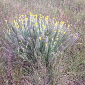 Chrysocephalum semipapposum at Ngunnawal, ACT - 15 Nov 2015