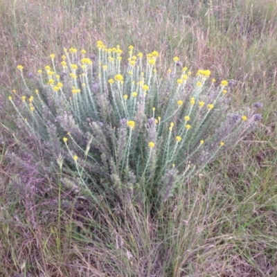 Chrysocephalum semipapposum (Clustered Everlasting) at Ngunnawal, ACT - 15 Nov 2015 by GeoffRobertson