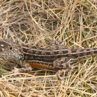 Tympanocryptis lineata (Canberra Grassland Earless Dragon, Lined Earless Dragon) at Jerrabomberra Grassland - 1 Nov 2006 by GeoffRobertson