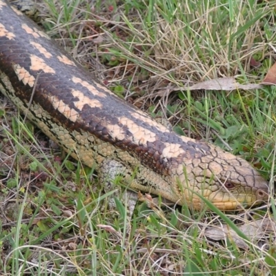 Tiliqua nigrolutea (Blotched Blue-tongue) at Winifred, NSW - 27 Oct 2007 by GeoffRobertson