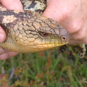 Tiliqua nigrolutea at Winifred, NSW - 27 Oct 2007