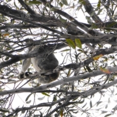 Phascolarctos cinereus (Koala) at Buaraba South, QLD - 8 Nov 2015 by VinegarHill