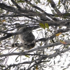 Phascolarctos cinereus (Koala) at Buaraba South, QLD - 7 Nov 2015 by VinegarHill