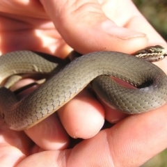 Drysdalia coronoides (White-lipped Snake) at Winifred, NSW - 10 Nov 2012 by GeoffRobertson