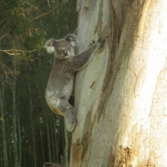 Phascolarctos cinereus (Koala) at - 18 Nov 2015 by kpgreen