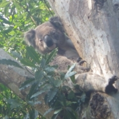 Phascolarctos cinereus (Koala) at - 18 Nov 2015 by kpgreen
