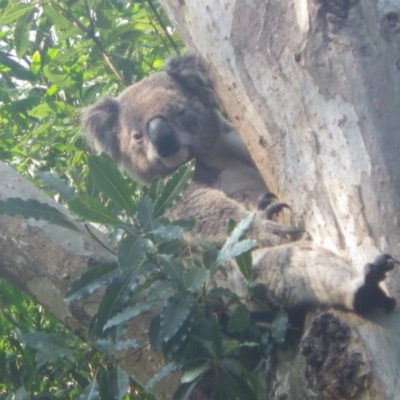 Phascolarctos cinereus (Koala) at  - 19 Nov 2015 by kpgreen