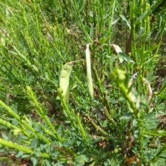 Cytisus scoparius subsp. scoparius (Scotch Broom, Broom, English Broom) at O'Malley, ACT - 8 Nov 2015 by Mike