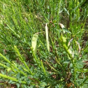 Cytisus scoparius subsp. scoparius at O'Malley, ACT - 8 Nov 2015