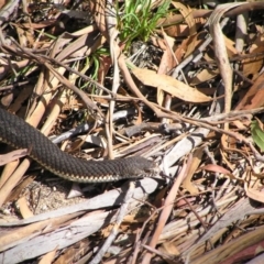 Austrelaps ramsayi (Highlands Copperhead) at Winifred, NSW - 4 Mar 2005 by GeoffRobertson