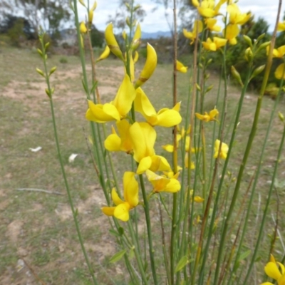 Spartium junceum (Spanish Broom ) at O'Malley, ACT - 7 Nov 2015 by Mike