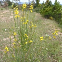 Spartium junceum at O'Malley, ACT - 8 Nov 2015 10:27 AM