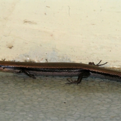 Acritoscincus platynotus (Red-throated Skink) at Paddys River, ACT - 10 Oct 2004 by GeoffRobertson