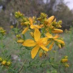 Hypericum perforatum (St John's Wort) at Tuggeranong Hill - 7 Nov 2015 by michaelb