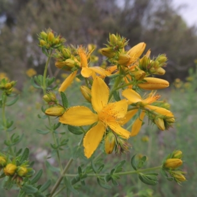 Hypericum perforatum (St John's Wort) at Tuggeranong Hill - 7 Nov 2015 by michaelb