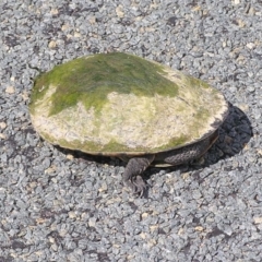 Chelodina longicollis (Eastern Long-necked Turtle) at Winifred, NSW - 11 Nov 2014 by GeoffRobertson