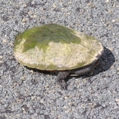 Chelodina longicollis (Eastern Long-necked Turtle) at Winifred, NSW - 10 Nov 2014 by GeoffRobertson