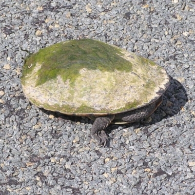 Chelodina longicollis (Eastern Long-necked Turtle) at Winifred, NSW - 11 Nov 2014 by GeoffRobertson