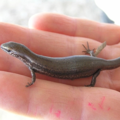 Lampropholis delicata (Delicate Skink) at Winifred, NSW - 31 Dec 2006 by GeoffRobertson