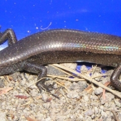 Lampropholis delicata (Delicate Skink) at Winifred, NSW - 25 Apr 2005 by GeoffRobertson