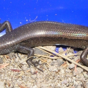 Lampropholis delicata at Winifred, NSW - 25 Apr 2005