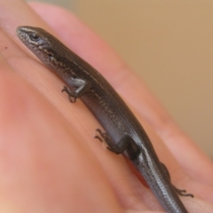 Lampropholis delicata (Delicate Skink) at Winifred, NSW - 17 Mar 2006 by GeoffRobertson